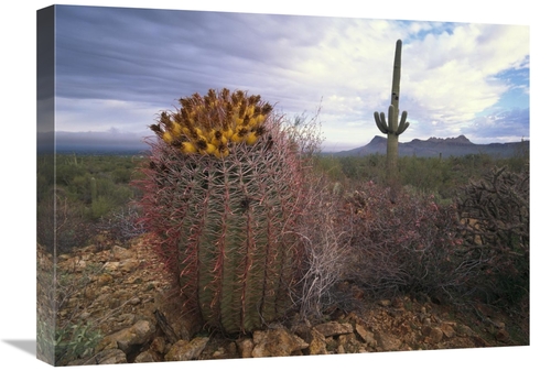 Global Gallery GCS-452028-1824-142 18 x 24 in. Saguaro & Giant Barrel 