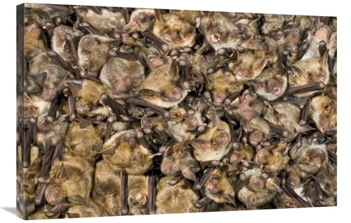 Global Gallery GCS-395297-2436-142 24 x 36 in. Greater Mouse-Eared Bat