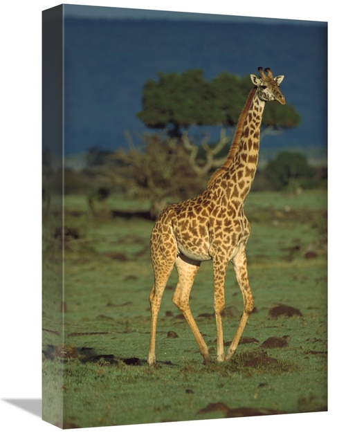 Global Gallery GCS-451981-1218-142 12 x 18 in. Giraffe Portrait, K