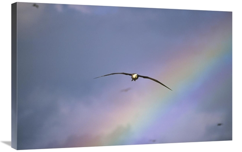 Global Gallery GCS-451364-2436-142 24 x 36 in. Waved Albatross Soaring