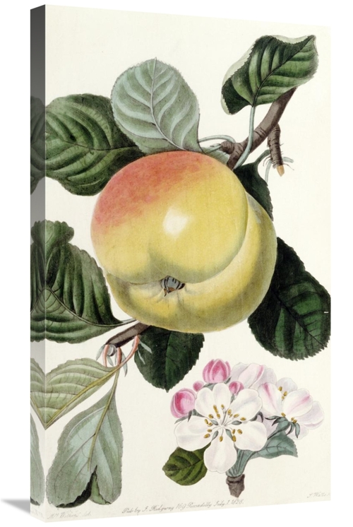 Global Gallery GCS-268250-30-142 30 in. Apple Art Print - John Lindley