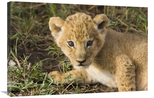 Global Gallery GCS-395852-2436-142 24 x 36 in. African Lion Five Week 