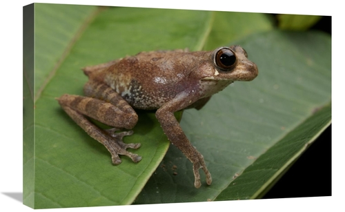 Global Gallery GCS-397539-1624-142 16 x 24 in. Shrub Frog, Sarawak