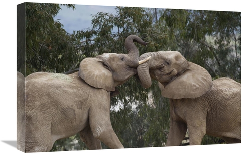 Global Gallery GCS-398149-1624-142 16 x 24 in. African Elephant Bulls 