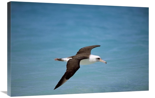 Global Gallery GCS-451433-2436-142 24 x 36 in. Laysan Albatross Flying