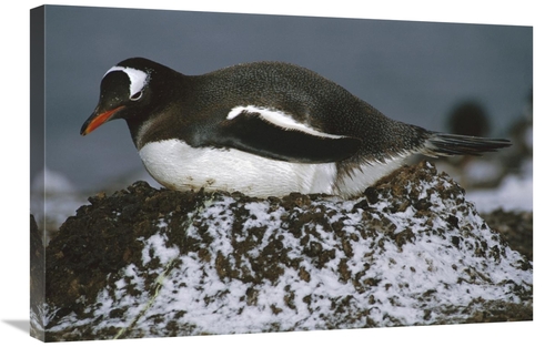 Global Gallery GCS-451716-2030-142 20 x 30 in. Gentoo Penguin Adult In