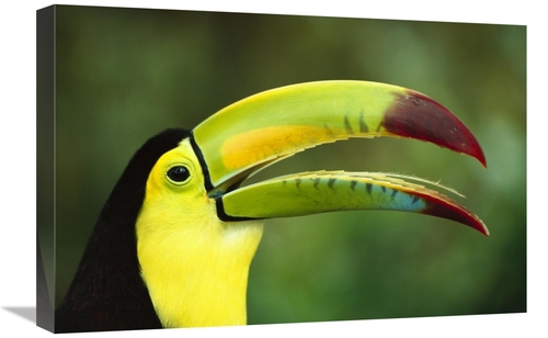 Global Gallery GCS-453014-1624-142 16 x 24 in. Keel-Billed Toucan Port