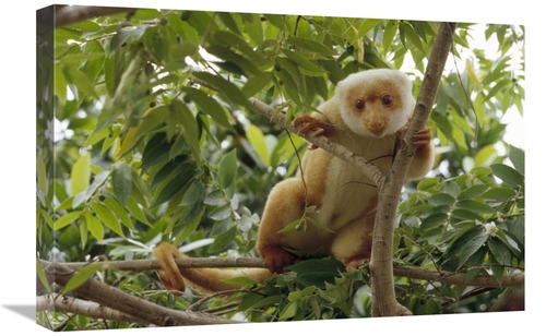 Global Gallery GCS-452401-1624-142 16 x 24 in. Spotted Cuscus Portrait