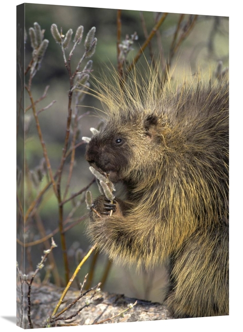 Global Gallery GCS-451869-2436-142 24 x 36 in. Common Porcupine Feedin