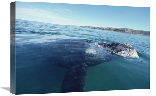 Global Gallery GCS-450647-1624-142 16 x 24 in. Southern Right Whale At