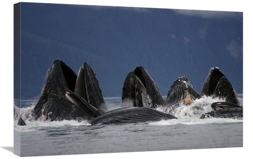 Global Gallery GCS-453559-2030-142 20 x 30 in. Humpback Whale Pod Bubb