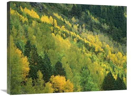Global Gallery GCS-396614-2432-142 24 x 32 in. Aspen Grove in Fall Col