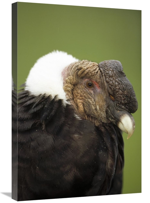 Global Gallery GCS-451356-2030-142 20 x 30 in. Andean Condor Adult Mal