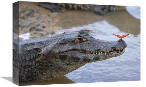Global Gallery GCS-452528-1218-142 12 x 18 in. Spectacled Caiman with 