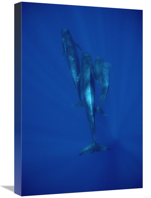 Global Gallery GCS-450640-1624-142 16 x 24 in. Short-Finned Pilot Whal