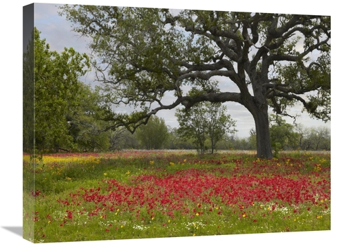 Global Gallery GCS-396164-1824-142 18 x 24 in. Drummonds Phlox Meadow 