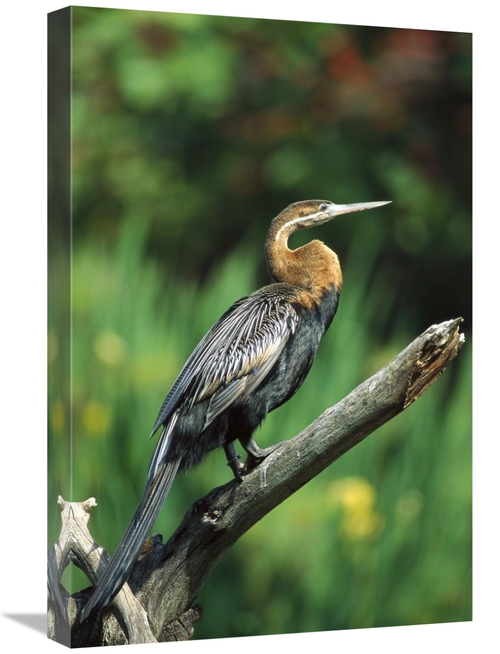 Global Gallery GCS-450823-1624-142 16 x 24 in. African Darter Portrait
