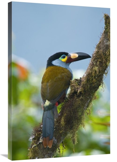 Global Gallery GCS-397293-2436-142 24 x 36 in. Plate-Billed Mountain-T