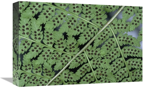 Global Gallery GCS-397990-1218-142 12 x 18 in. Fern Detail Showing Spo