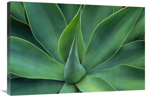 Global Gallery GCS-395903-2436-142 24 x 36 in. Fox Tail Agave Leaves C