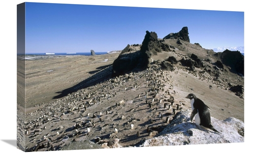 Global Gallery GCS-451281-1624-142 16 x 24 in. Adelie Penguin Overlook