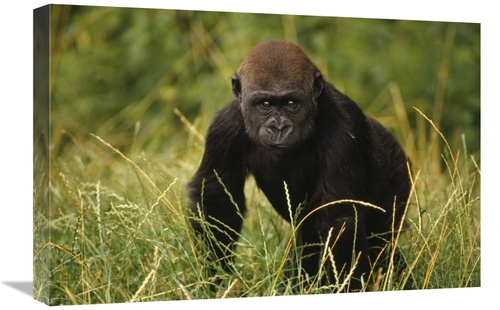 Global Gallery GCS-452767-1624-142 16 x 24 in. Western Lowland Gorilla