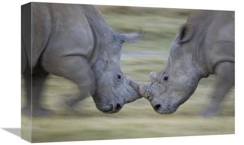 Global Gallery GCS-395317-1218-142 12 x 18 in. White Rhinoceros Males 