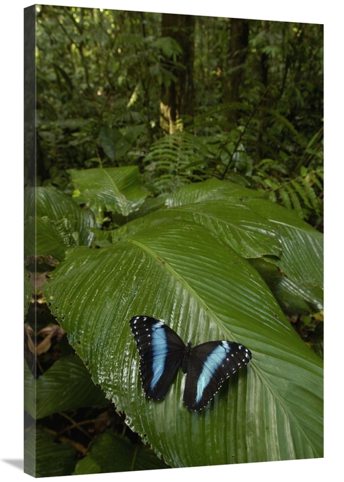 Global Gallery GCS-453164-2436-142 24 x 36 in. Morpho Butterfly Butter