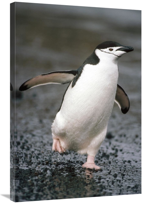 Global Gallery GCS-451070-2436-142 24 x 36 in. Chinstrap Penguin. Dece