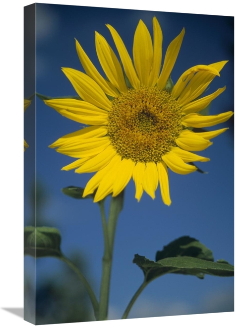 Global Gallery GCS-451954-1624-142 16 x 24 in. Common Sunflower Flower