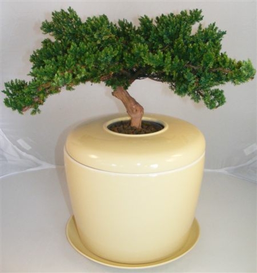 Monterey Juniper Preserved Bonsai Tree (Not a Living Tree) and