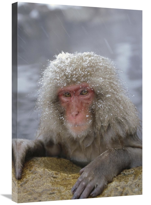 Global Gallery GCS-452293-2030-142 20 x 30 in. Japanese Macaque Soakin