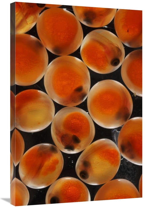 Global Gallery GCS-453584-2436-142 24 x 36 in. Chum Salmon Eggs, N