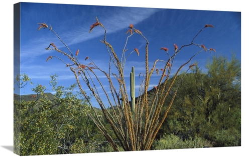 Global Gallery GCS-396327-2030-142 20 x 30 in. Ocotillo Saguaro Grease