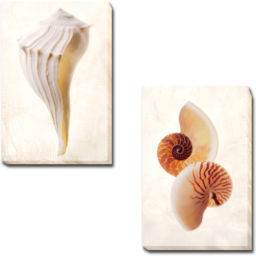 Artistic Home Gallery 1218F966EG Great White Shell & Nautilus by Gayle