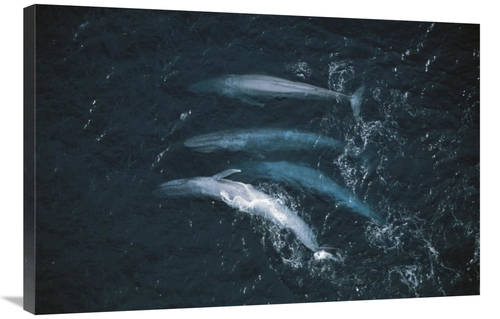 Global Gallery GCS-450558-2436-142 24 x 36 in. Blue Whale Pod Surfacin