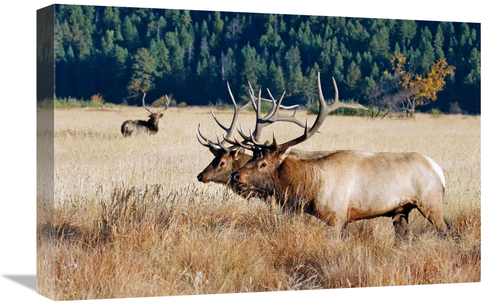 Global Gallery GCS-486456-22-142 22 in. Before the Fight Art Print - V