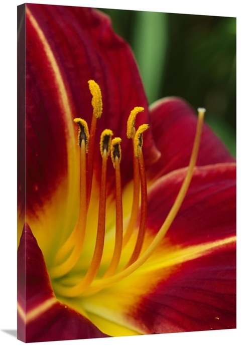 Global Gallery GCS-398023-2436-142 24 x 36 in. Flower Close Up Showing