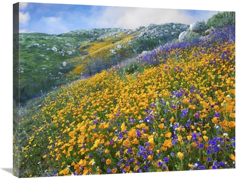 Global Gallery GCS-395954-2432-142 24 x 32 in. California Poppy & Dese