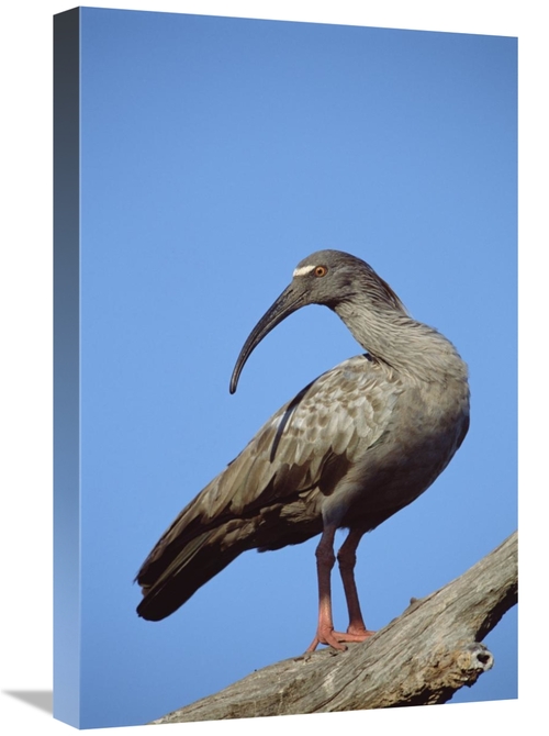 Global Gallery GCS-451473-1624-142 16 x 24 in. Plumbeous Ibis, Cai