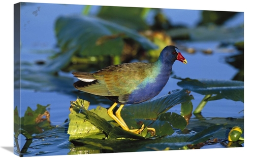 Global Gallery GCS-453277-2030-142 20 x 30 in. Purple Gallinule Standi