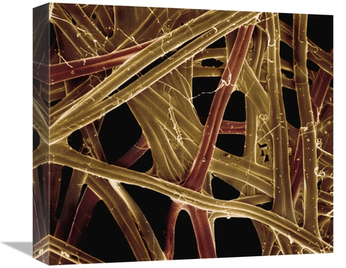 Global Gallery GCS-397624-16-142 16 in. Spanish Moon Moth Graellsia Is