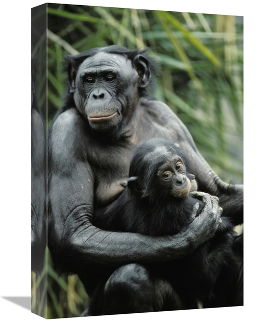 Global Gallery GCS-452701-1218-142 12 x 18 in. Bonobo Mother & Baby&#4