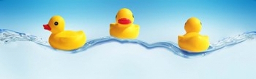 Panoramic Images PPI144834L Three ducks on water Poster Print by Panor