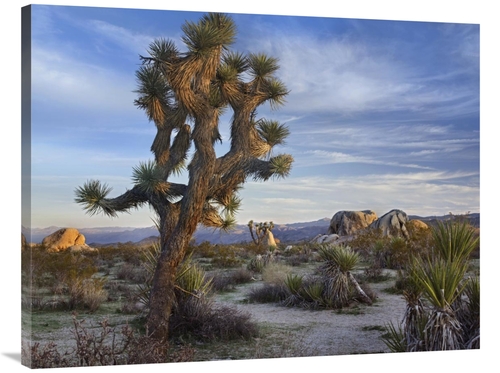 Global Gallery GCS-396325-3040-142 30 x 40 in. Joshua Tree, Joshua