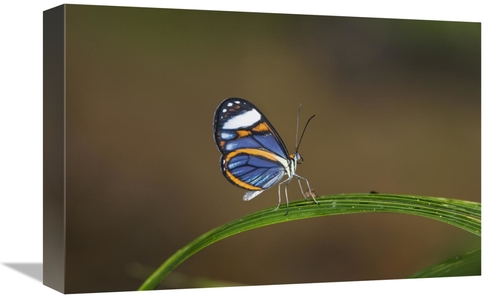 Global Gallery GCS-452684-1218-142 12 x 18 in. Glasswing on Leaf, 