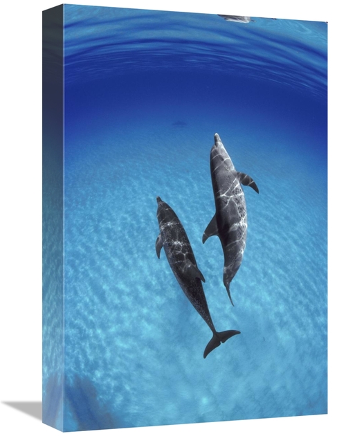 Global Gallery GCS-450676-1218-142 12 x 18 in. Atlantic Spotted Dolphi