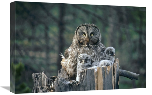 Global Gallery GCS-451847-1624-142 16 x 24 in. Great Gray Owl with Owl