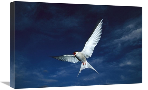 Global Gallery GCS-451914-1624-142 16 x 24 in. Arctic Tern Flying,