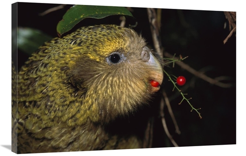 Global Gallery GCS-451745-2436-142 24 x 36 in. Kakapo Feeding on Suppl